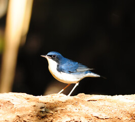 Bird Siberian Blue Robin