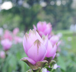 Soft-focus beautiful Field of siam tulip flowers
