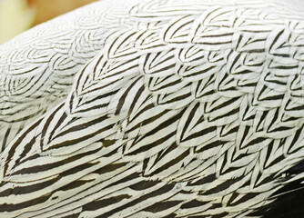 Silver Pheasant feather background in male profile