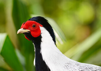 Silver Pheasant (Lophura nycthemera) closeup, Focus on the details