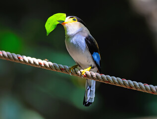 Silver-breasted Broadbill, in nature, in Thailand