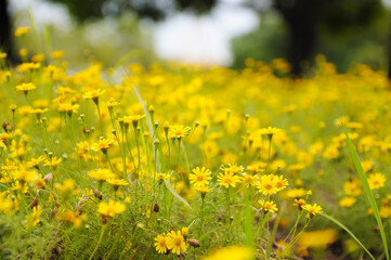 Soft-focus Beautiful Yellow flowers