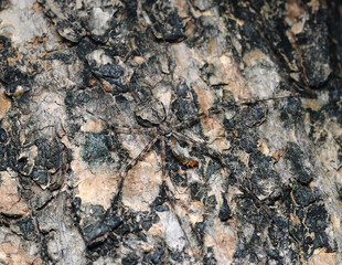 Spider and prey camouflage