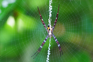 Spider on the web