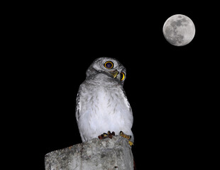 spotted owlet Bird and moon of Thailand