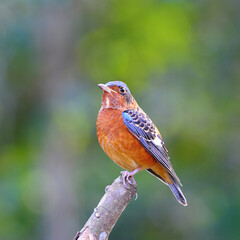 Bird White-throated Rock Thrush  on a branch