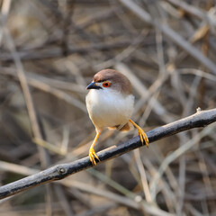 Colorful Yellow-eyed Babbler bird on a branch