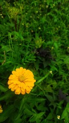 fresh yellow zinnia flower in the garden surrounded with the bush