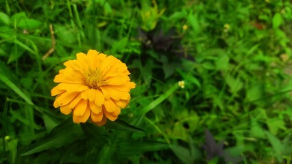 fresh yellow zinnia flower in the garden surrounded with the bush