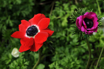 赤い花と紫の花