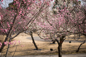 Obraz premium 梅の花