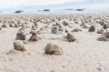 Sand piles made by beach fleas in Hua Hin beach, Thailand.