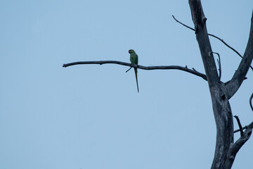 Green parrot sitting on a branch