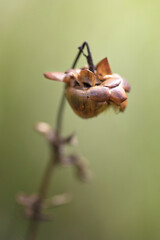 Macro shot of a dead/dried plant on a dirty-green background.