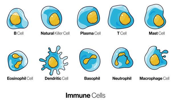 isolated immune cell collection in white background. 