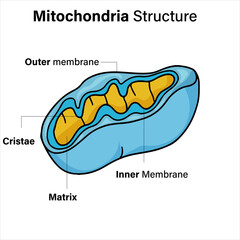 Cross-section of labeled mitochondria organelle.