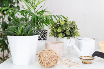 pots of houseplants and can on a white table