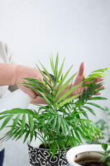 a woman's hands are watering flower in a pot.