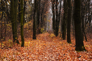 Sad autumn oak forest. Path in autumn forest.