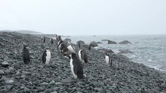Penguins. Antarctica. A group of Penguins walking along the rocky shore of a penguin colony in the Antarctic peninsula.