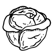 Vector illustration of cabbage head. Doodle, doodle style