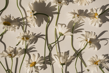Elegant aesthetic chamomile daisy flowers pattern with sunlight shadows on neutral beige background - obrazy, fototapety, plakaty