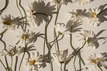 Tuinposter Elegant aesthetic chamomile daisy flowers pattern with sunlight shadows on neutral beige background © Floral Deco