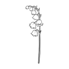 drawing flower of lily of valley isolated at white background, hand drawn illustration © cat_arch_angel