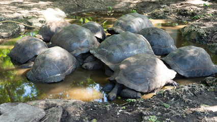 big turtle group on the beach