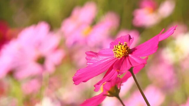 Beautiful cosmos  flowers and bee in the garden, outdoor  Lumphum province Thailand