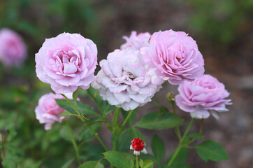 Obraz premium Pink roses in the summer garden.