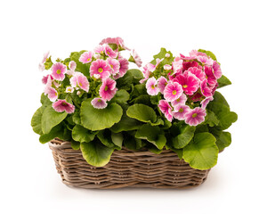 basket with cyclamen isolated white background