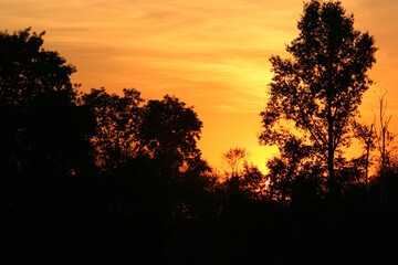 Obraz premium Trees and sunset, Poland
