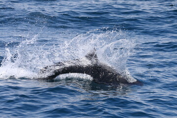 【北海道】知床の海に回遊するイシイルカ（北海道羅臼沖）