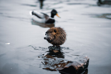 Nutria, with river city habitat near Charles bridge, Vltava, Prague, Czech Republic