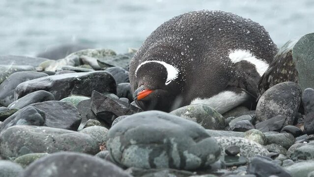 Penguins. Antarctica. A group of Penguins walking along the rocky shore of a penguin colony in the Antarctic peninsula.
