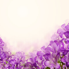 Purple bluebells flowers, floral blossom card background border