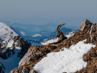 Alpensteinbock (Capra ibex) liegt auf einem schneefreien Grat