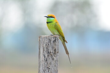 animal, asia, avian, background, beak, beautiful, beauty, bee, bee eater, bird, bird watching, birds, birdwatching, blue, branch, closeup, color, colorful, conservation, couple, eater, environment