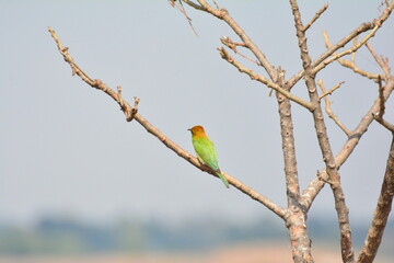 animal, asia, avian, background, beak, beautiful, beauty, bee, bee eater, bird, bird watching, birds, birdwatching, blue, branch, closeup, color, colorful, conservation, couple, eater, environment