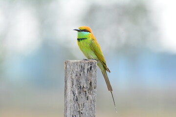 animal, asia, avian, background, beak, beautiful, beauty, bee, bee eater, bird, bird watching, birds, birdwatching, blue, branch, closeup, color, colorful, conservation, couple, eater, environment