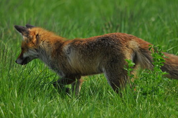 Naklejka na ściany i meble A fox with a long ginger pony while hunting in a meadow. Looking for a victim and sneaking up on a victim. A predator of the canidae family.