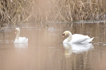 Mute swan swimming on the lake, river. A snow-white bird with a long neck, forming a loving couple...