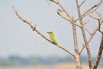 animal, asia, avian, background, beak, beautiful, beauty, bee, bee eater, bird, bird watching, birds, birdwatching, blue, branch, closeup, color, colorful, conservation, couple, eater, environment
