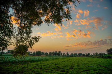 Green sorghum agriculture field with sky background.
