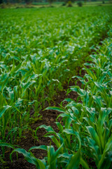 Obraz premium Green jowar or sorghum agriculture field.