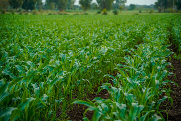 Green jowar or sorghum agriculture field.