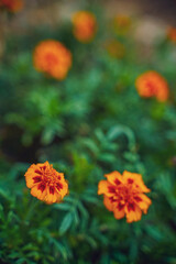 Obraz na płótnie Canvas Orange marigold flower agriculture field.