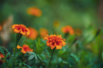 Orange marigold flower agriculture field.