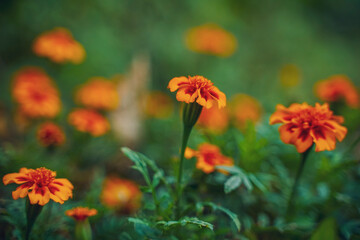 Orange marigold flower agriculture field.